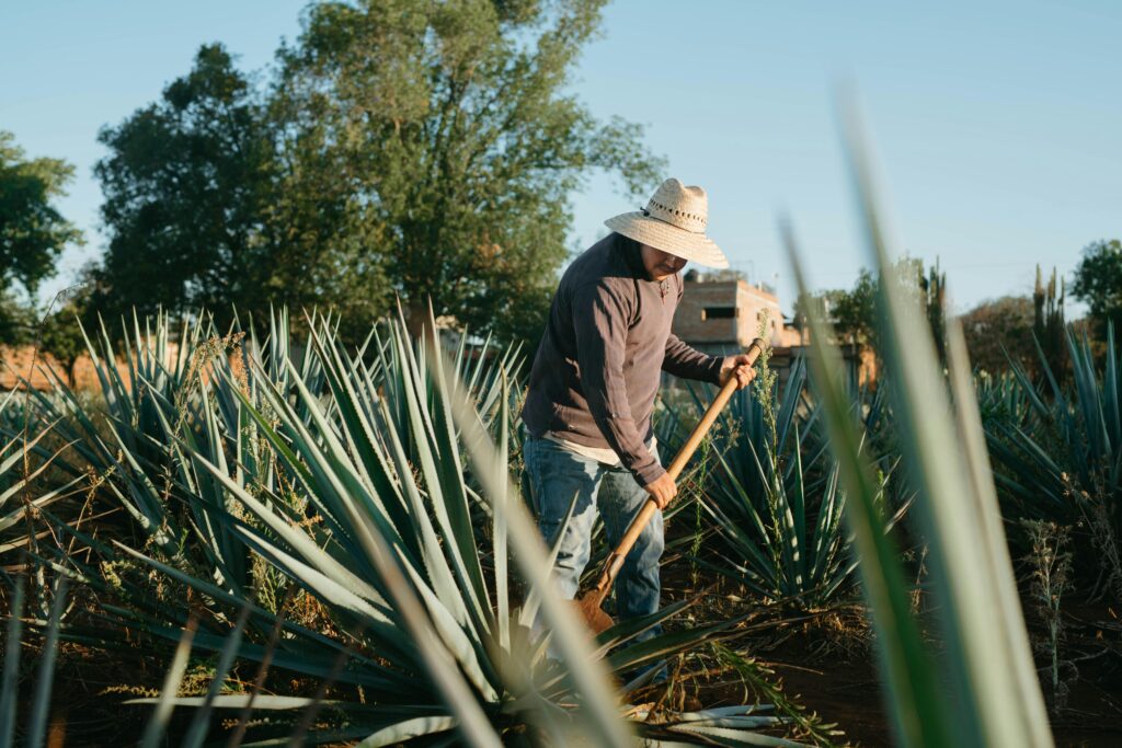 ¿ Que tan sostenibles son las alfombras de Sisal y Yute ? Campesino con sombrero trabajando planta de Yute